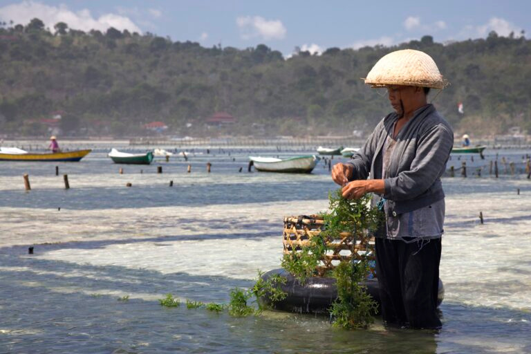 Seaweed farming at Nusa Lembongan, Bali